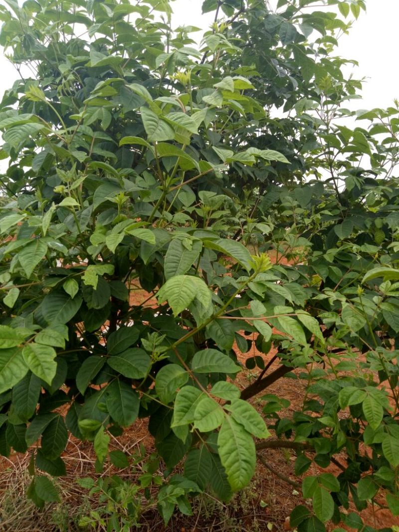 江西樟树中花吴茱萸苗