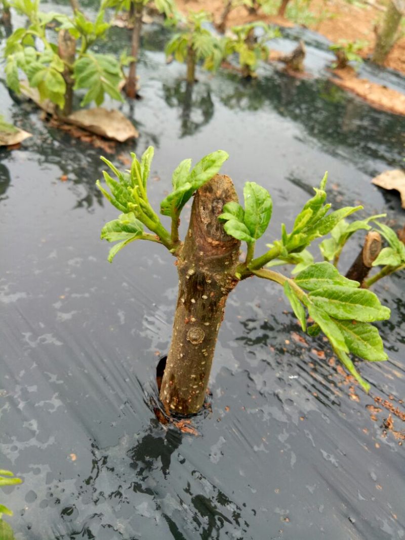 江西樟树中花吴茱萸苗