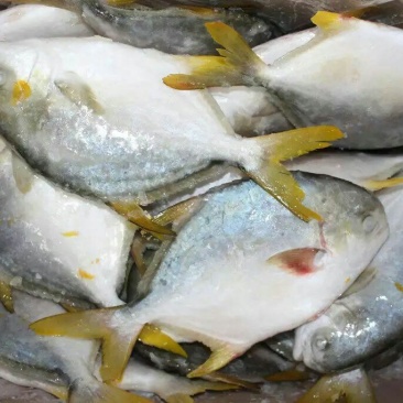 金鲳鱼