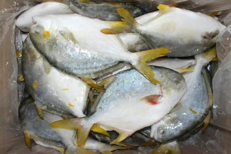 金鲳鱼