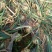 黄皮洋葱5~8厘米