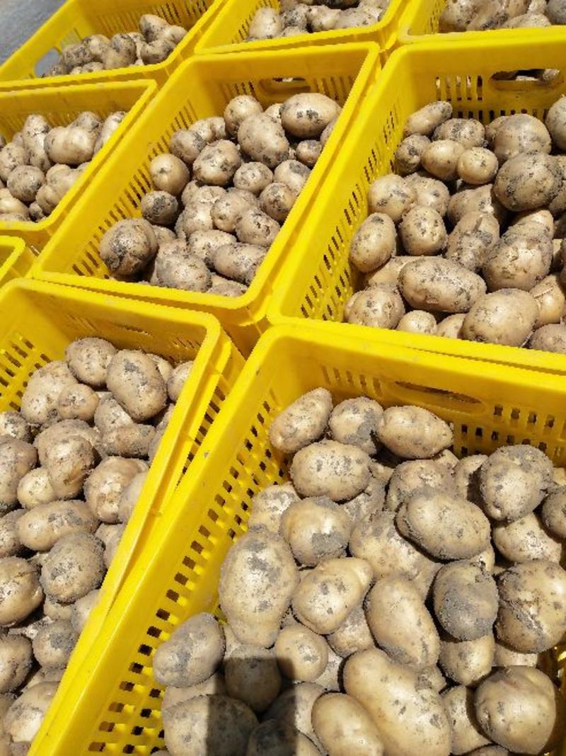 【热销】226沃早大白土豆货源充足产地直供全国发货