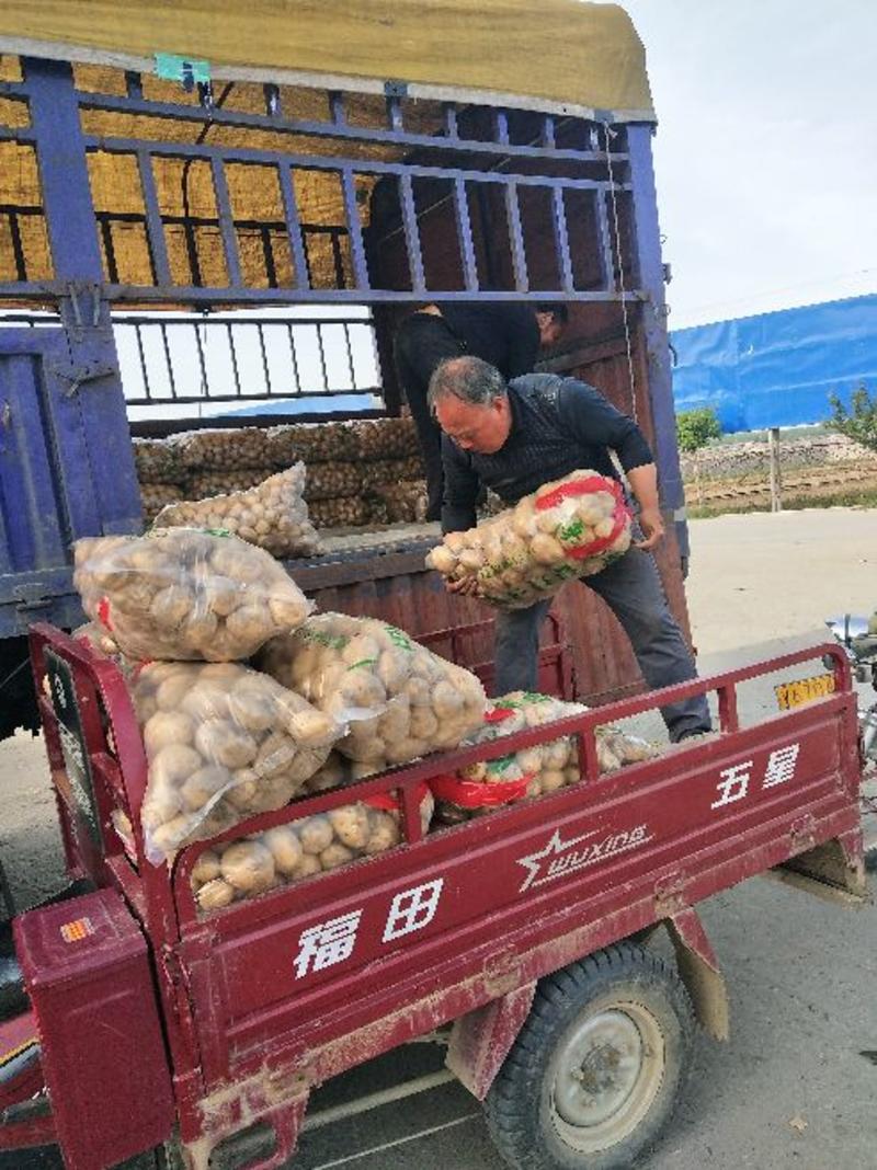 大棚精品226土豆早大白3两上日供货300吨质量保证