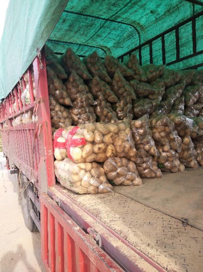 大棚精品226土豆早大白3两上日供货300吨质量保证