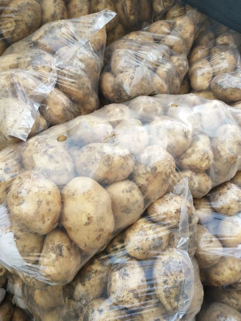 汉中沃土226土豆3两以上大棚土豆，日供货量300吨