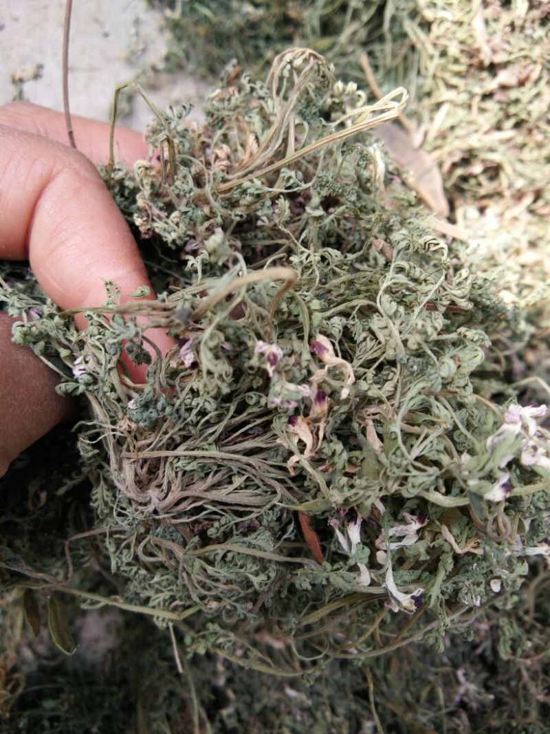 紫花地丁