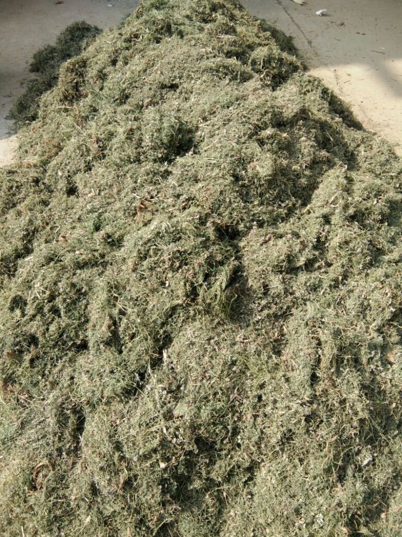 紫花地丁