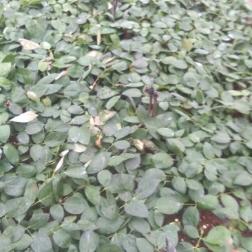 玫瑰苗30~40cm