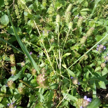 野生夏枯草预售