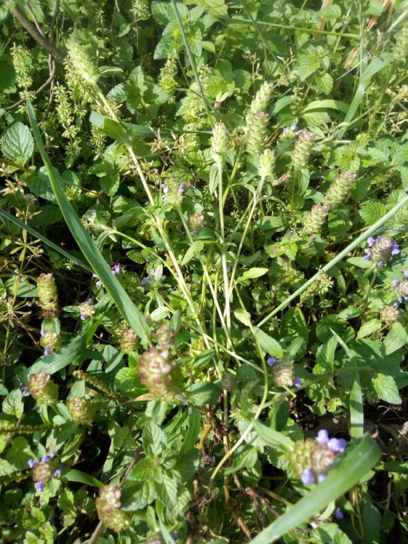 野生夏枯草预售