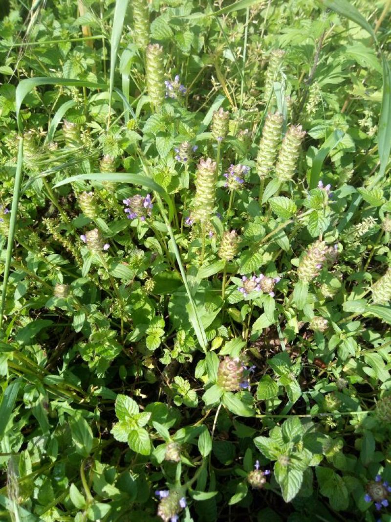 野生夏枯草预售