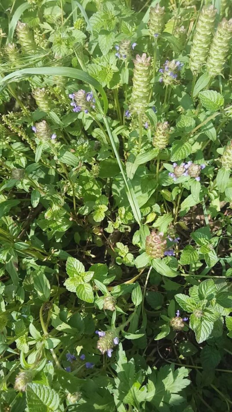 野生夏枯草预售