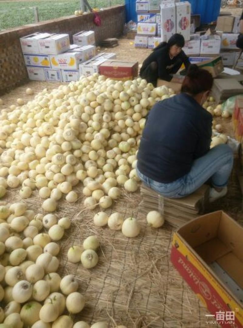 新乐市二零甜瓜4月份大量上市需要的联系我随到随装车