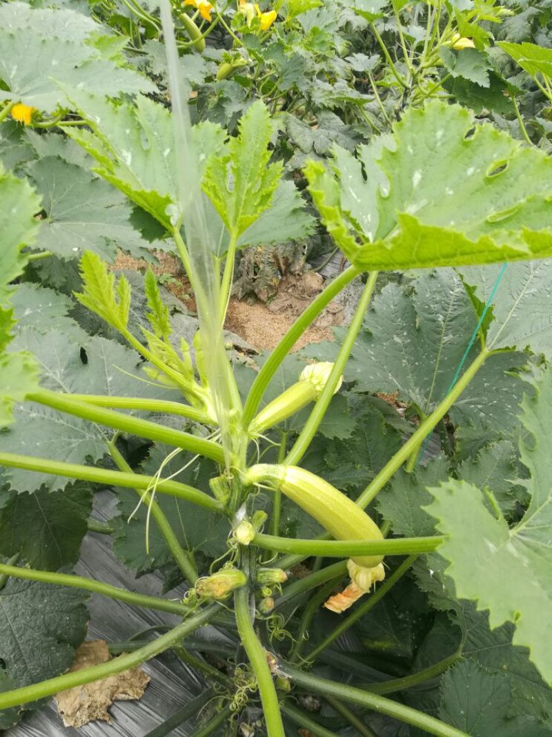 绿皮西葫芦0.6斤以上