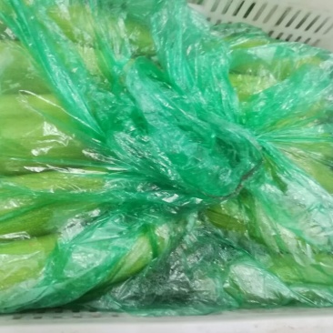 绿皮西葫芦0.6斤以上