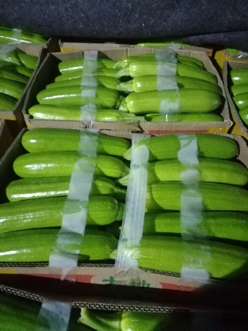 绿皮西葫芦0.6斤以上