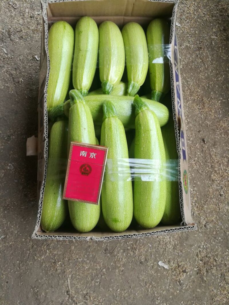 绿皮西葫芦0.6斤以上