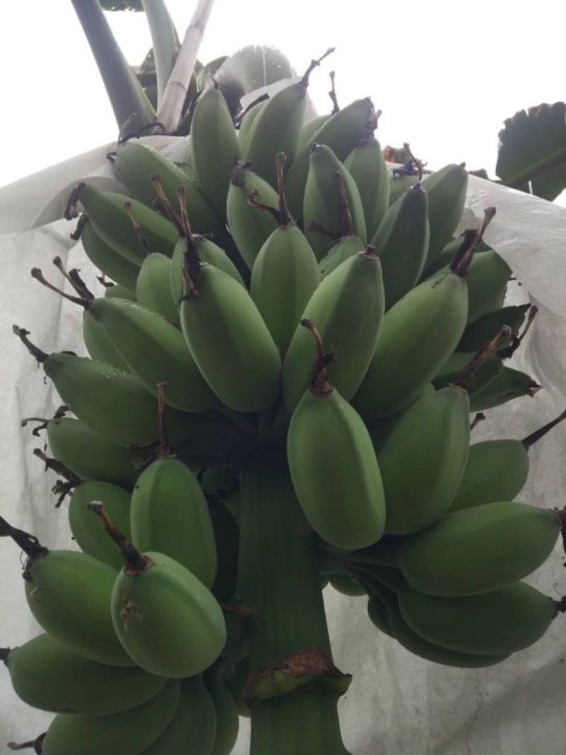 苹果蕉九成熟