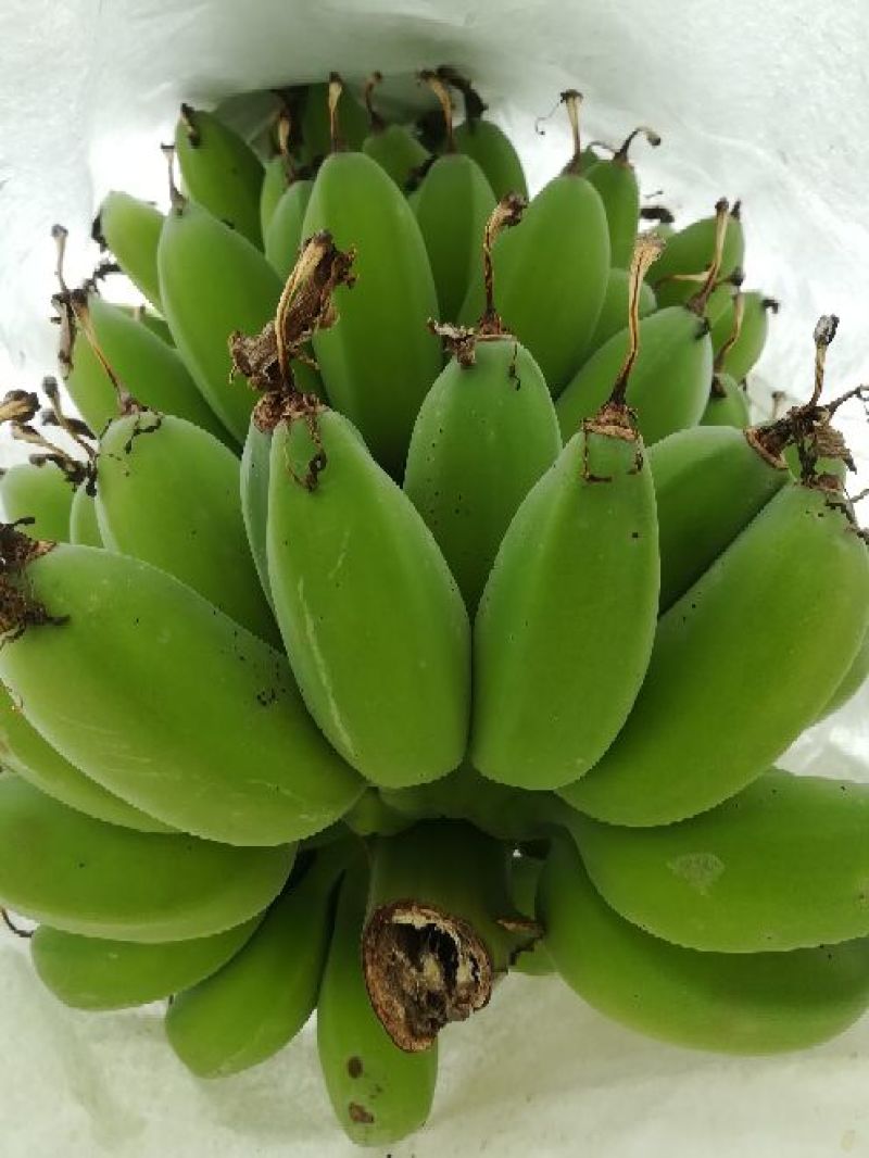 苹果蕉九成熟