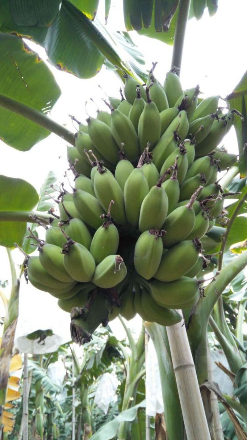 苹果蕉九成熟