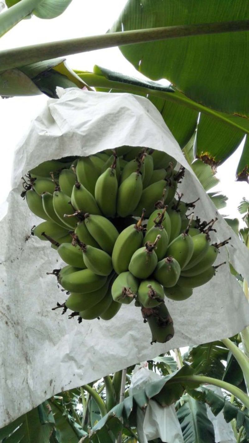 苹果蕉九成熟