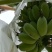 苹果蕉九成熟