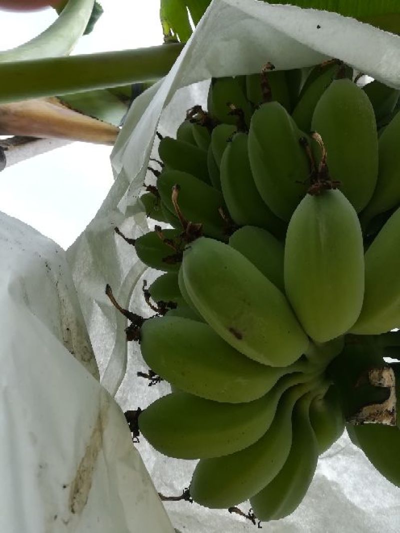 苹果蕉九成熟