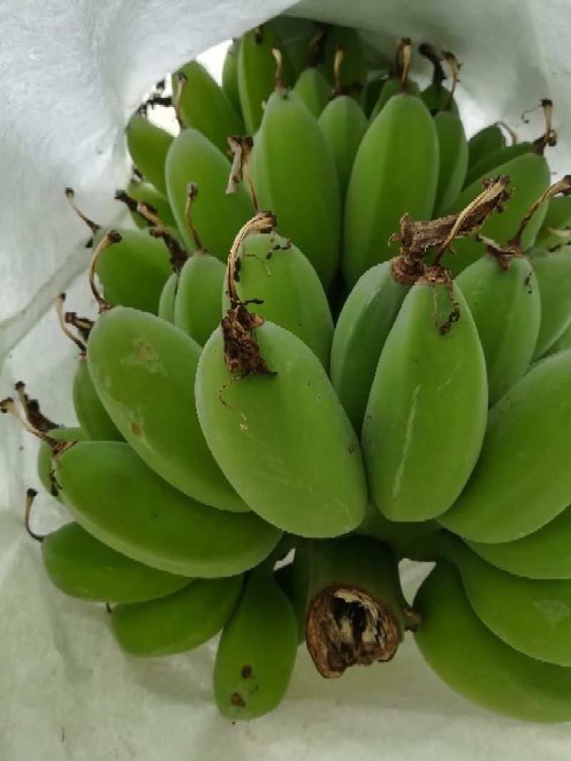 苹果蕉九成熟