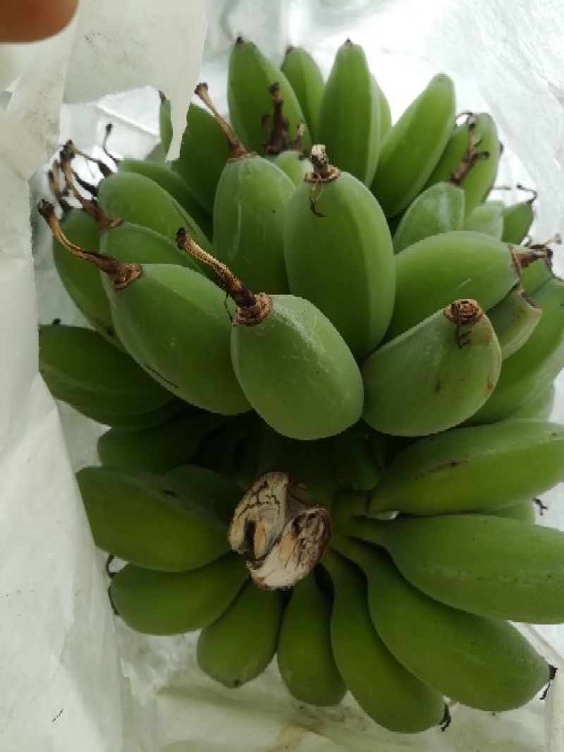 苹果蕉九成熟
