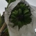 苹果蕉九成熟