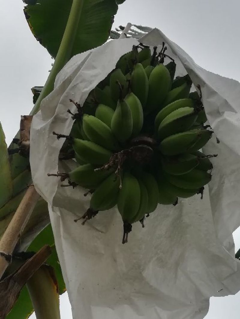苹果蕉九成熟