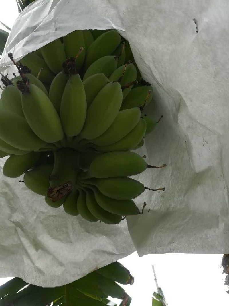 苹果蕉九成熟