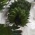苹果蕉九成熟
