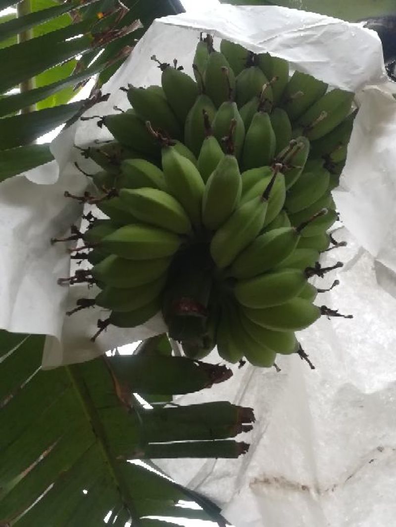 苹果蕉九成熟