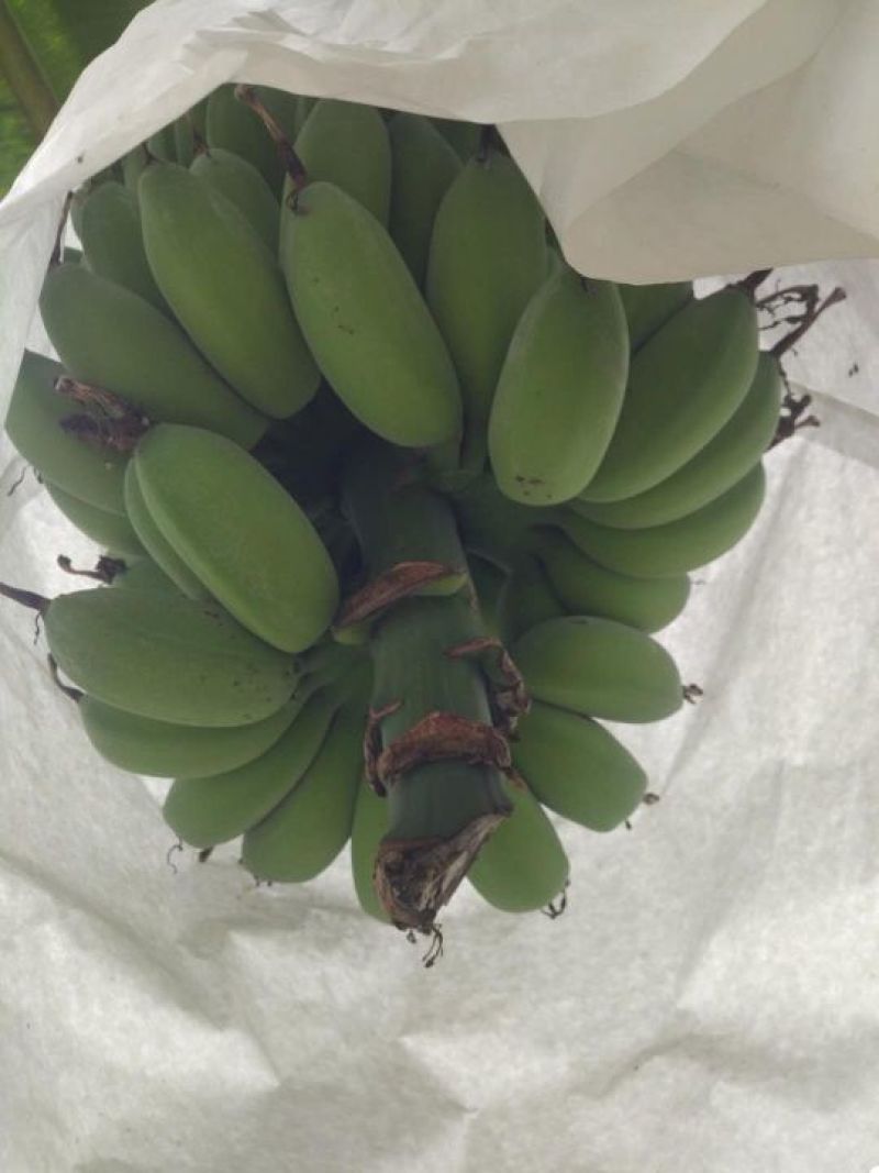 苹果蕉九成熟