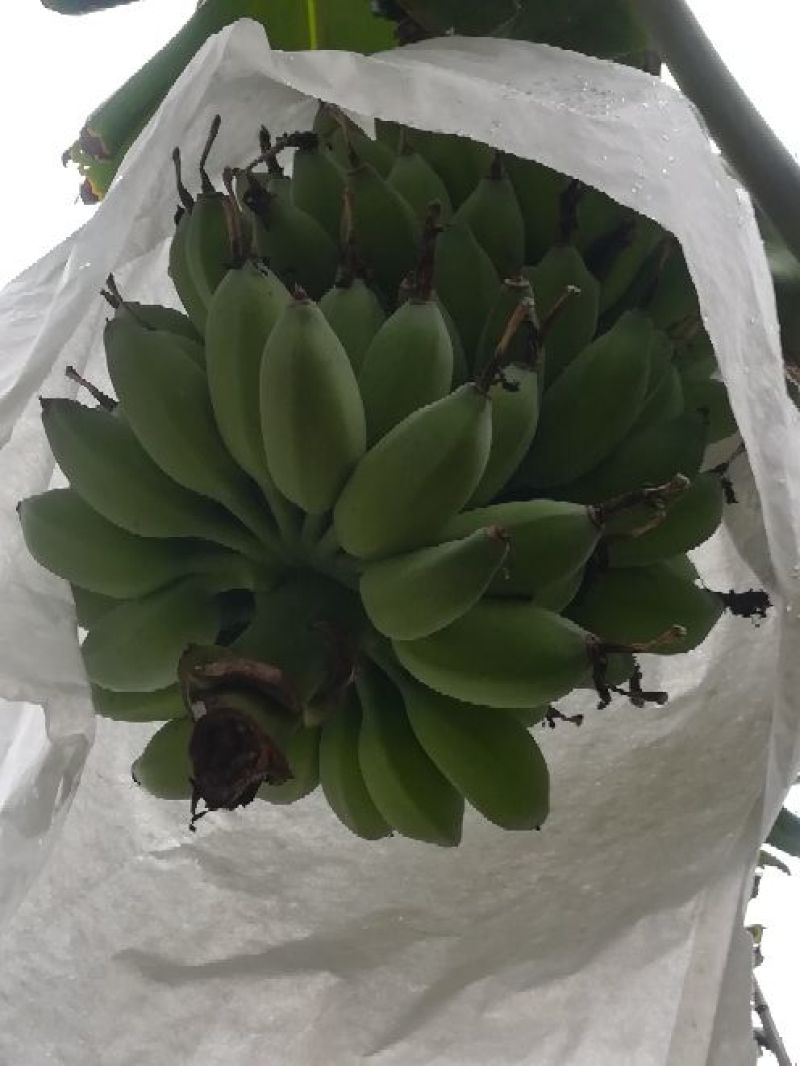 苹果蕉九成熟