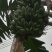 苹果蕉九成熟
