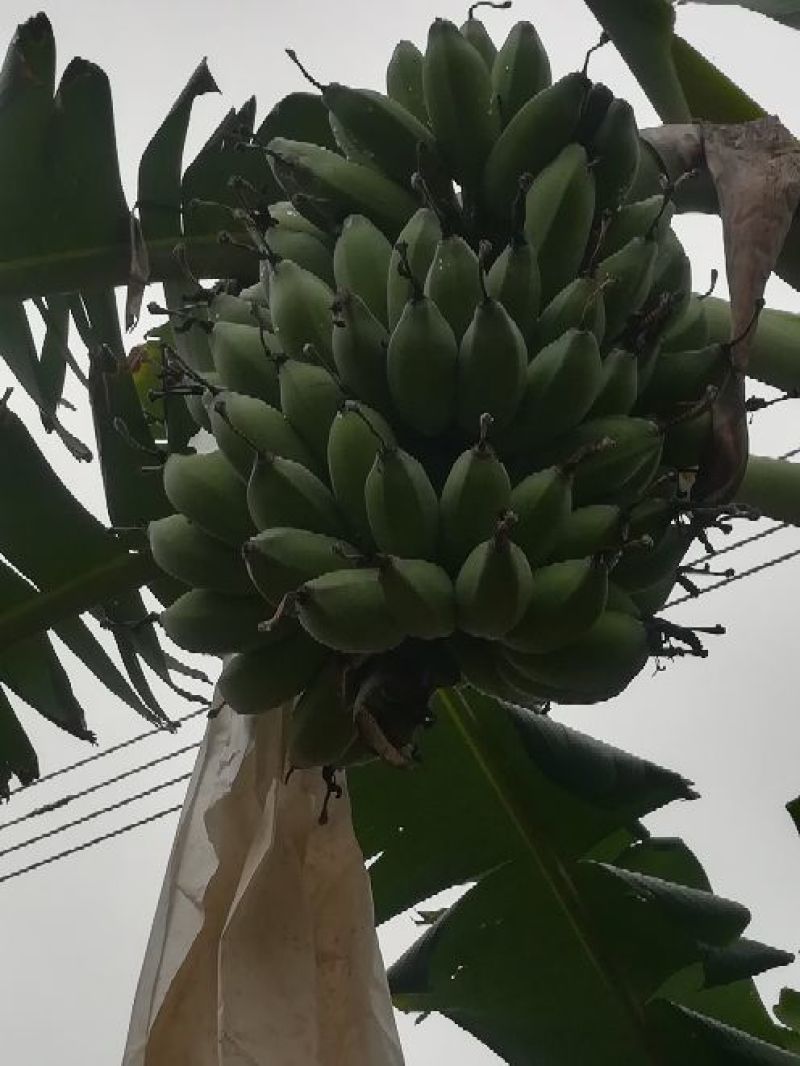 苹果蕉九成熟