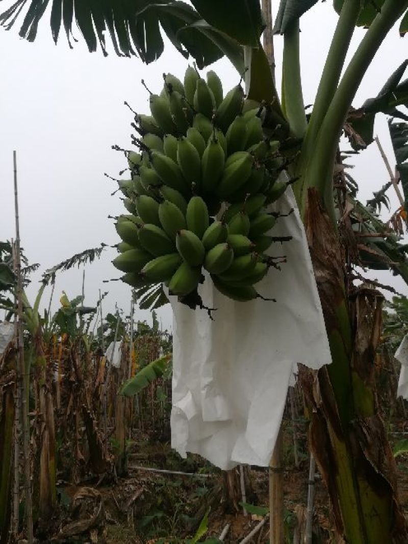 苹果蕉九成熟