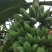 苹果蕉九成熟