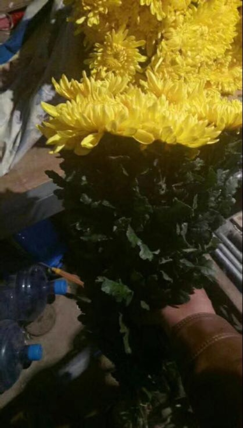 菊花