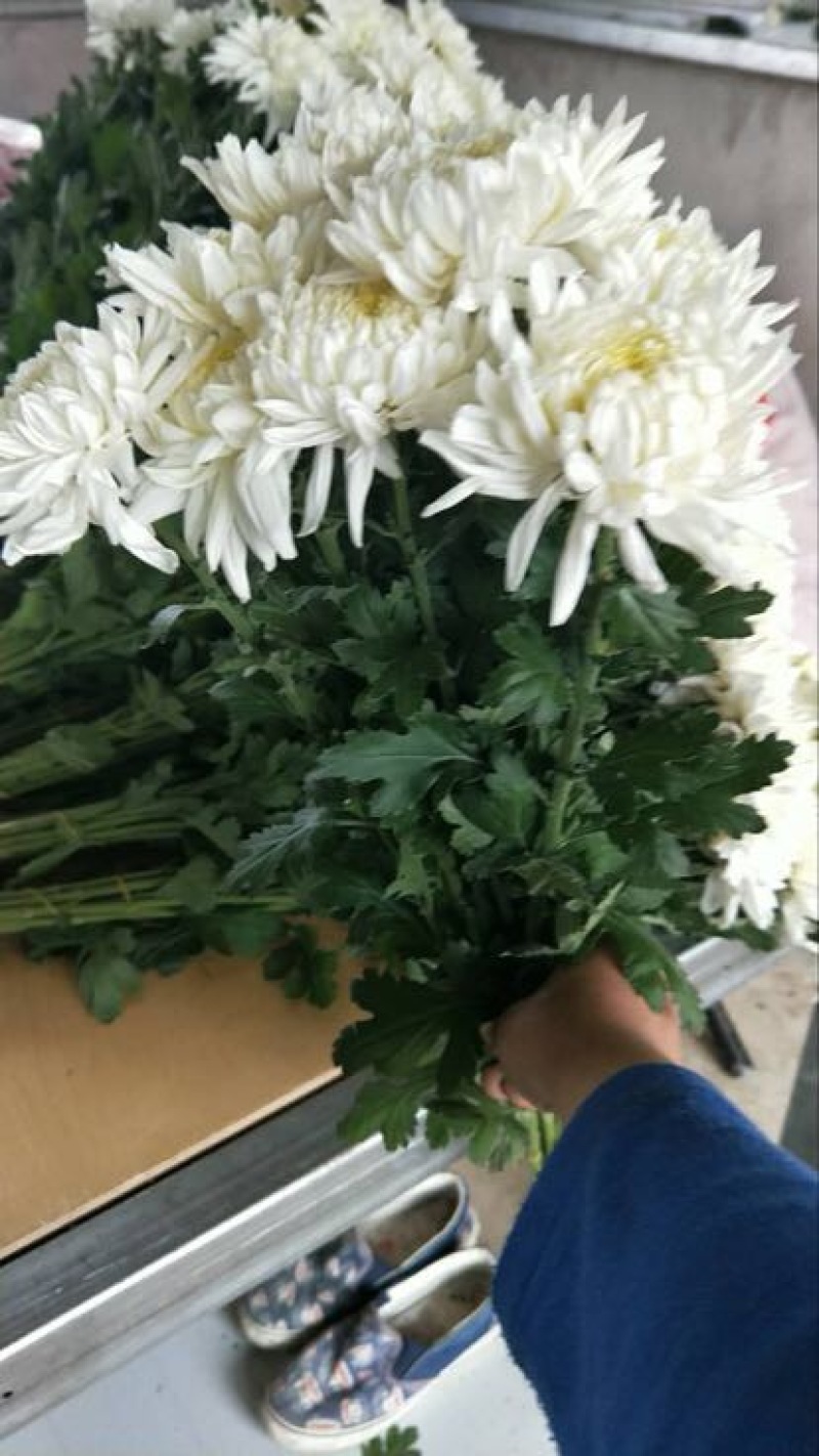 菊花