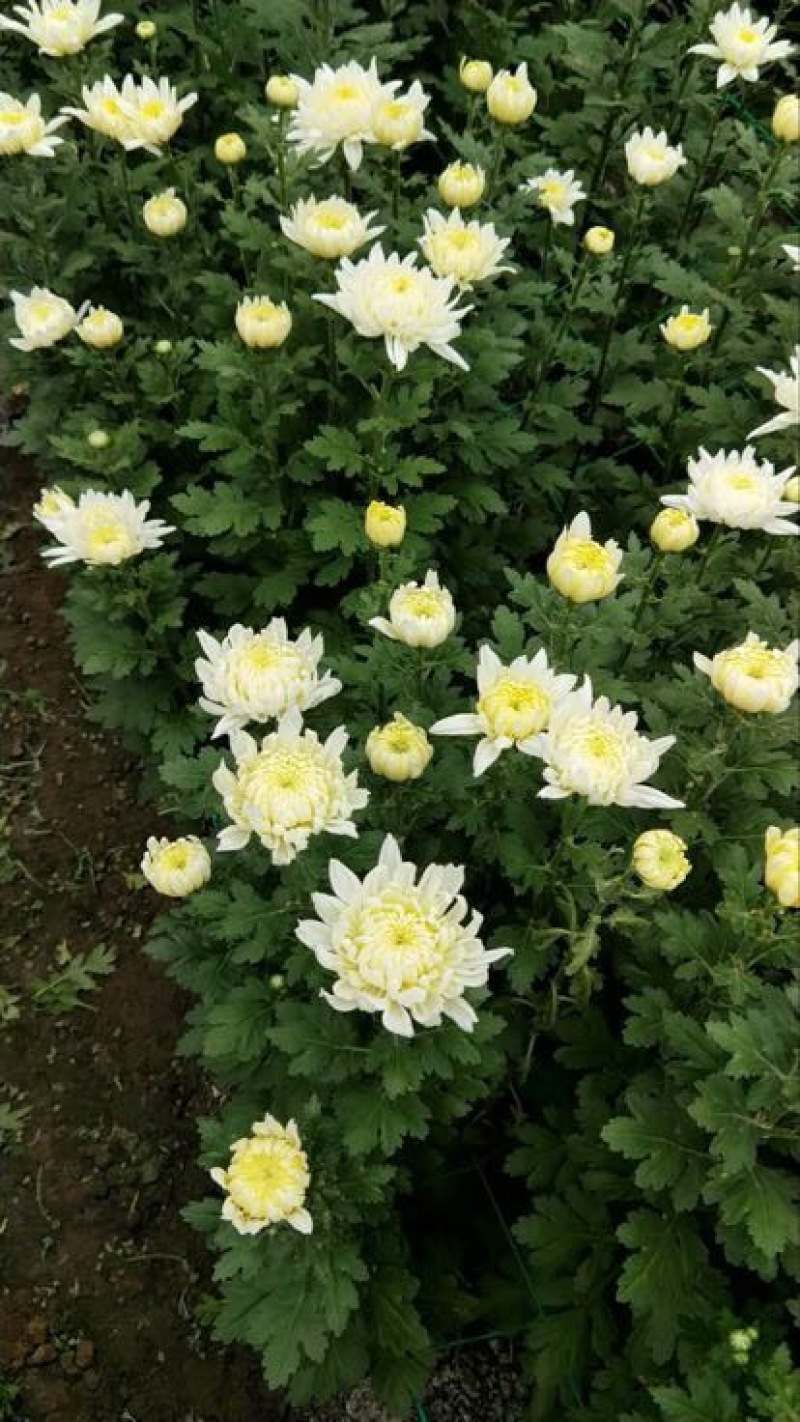 菊花