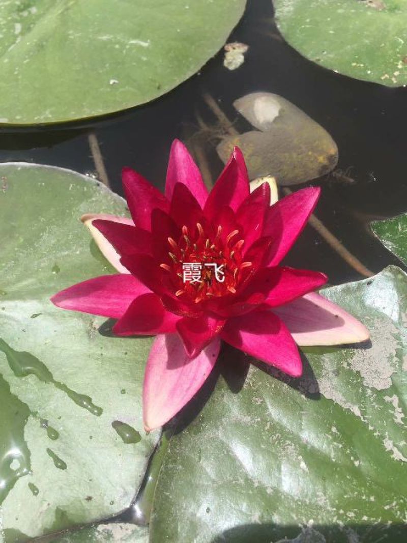 睡莲