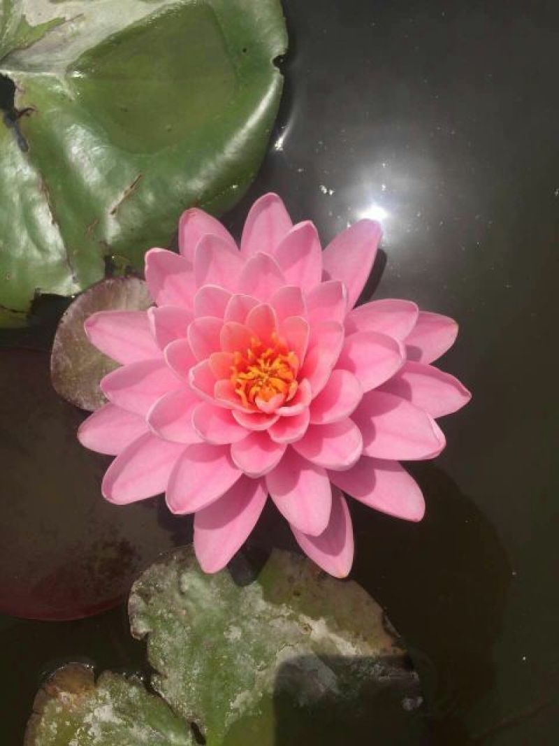 睡莲