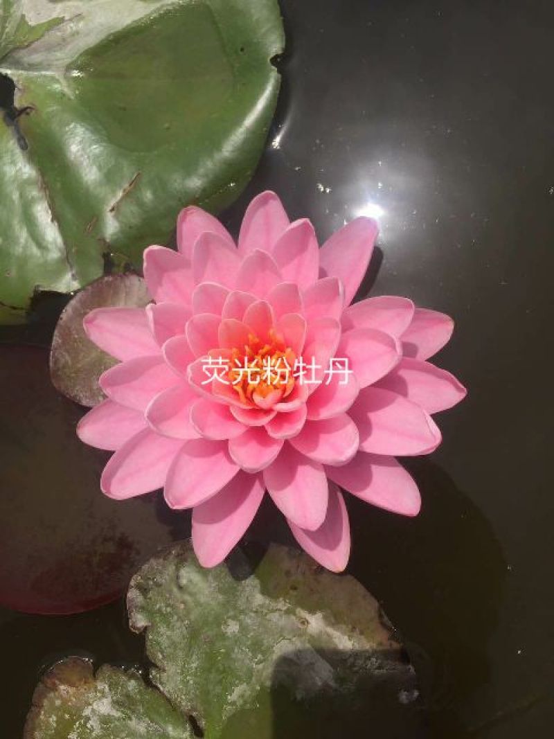 睡莲