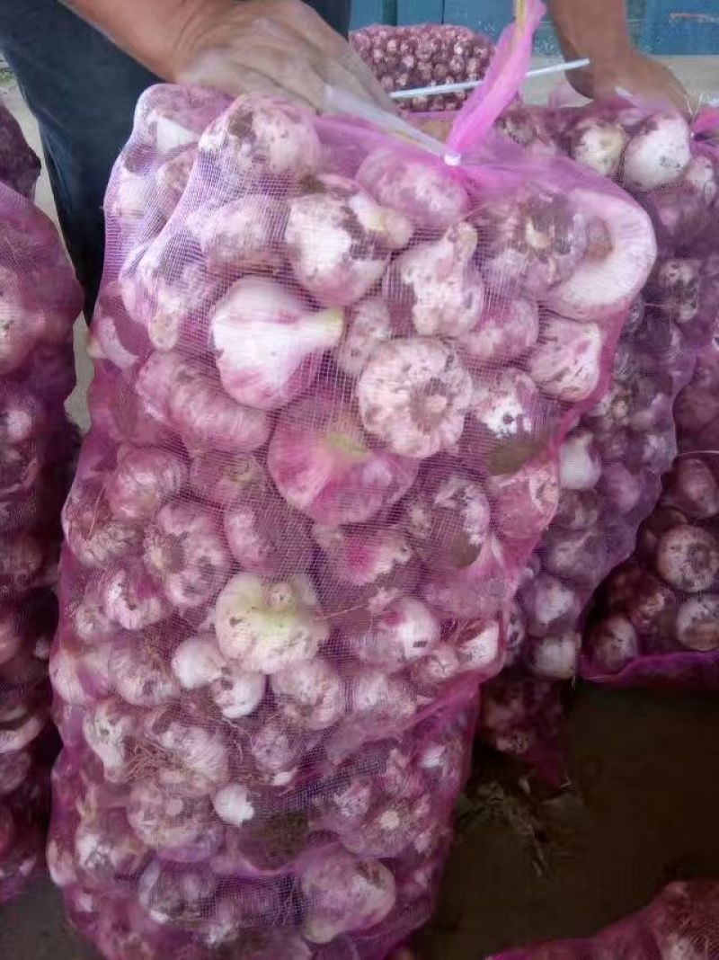 开封通许新鲜大蒜紫皮蒜，红皮蒜，上市了