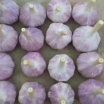 白皮蒜混级统货鲜蒜，产地直供