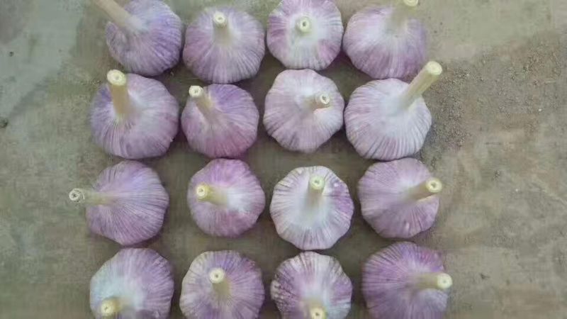 白皮蒜混级统货鲜蒜，产地直供