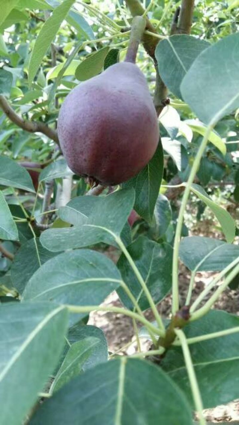 巴梨一面红梨香蕉梨大头梨无核梨红啤梨60#